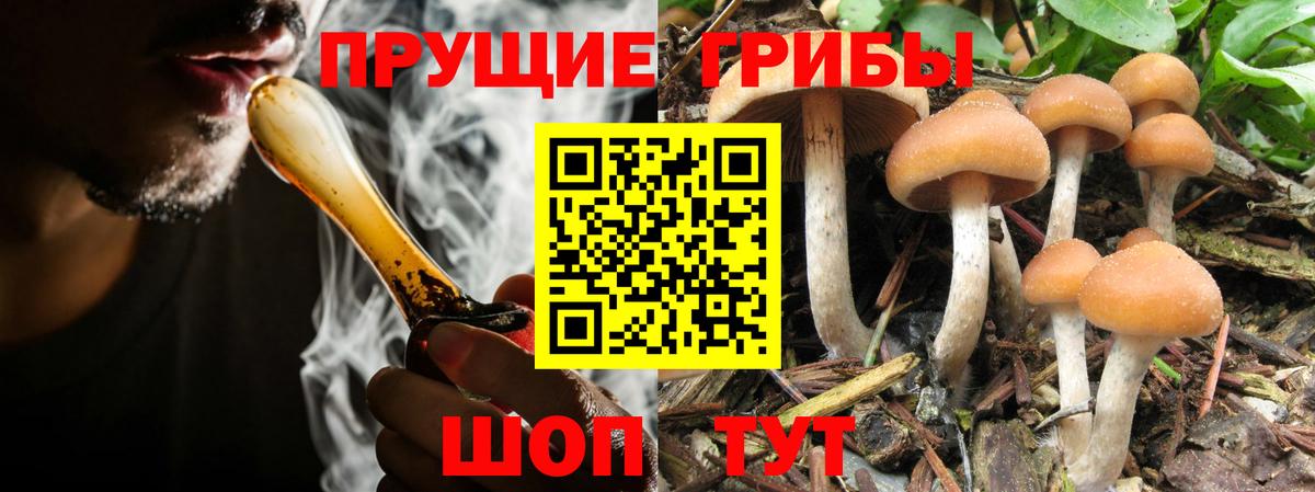 Псилоцибиновые грибы MAGIC MUSHROOMS  купить наркотик  Псилоцибиновые грибы Cubensis  Новоалександровск  Вход с VPN 